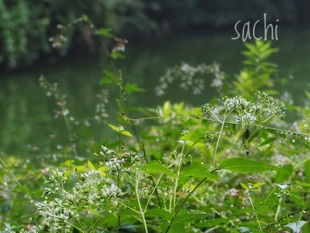 の画像 by sachiさん | アレチヌスビトハギとヒヨドリバナと最前線のあなたへと負けないで!と残したい風景と山野草と小さな希望とコロナに負けるな!と#最前線のあなたへと水のある風景と希望の輝きと#幸旅と今日の花便りと花のある暮らしと鈴鹿・亀山
