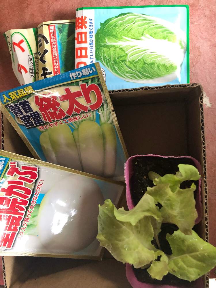 の画像 by 白影♊️さん | 野菜❣️とおうちde菜園とおうち園芸と楽しく暮らすと家庭菜園奮闘日記