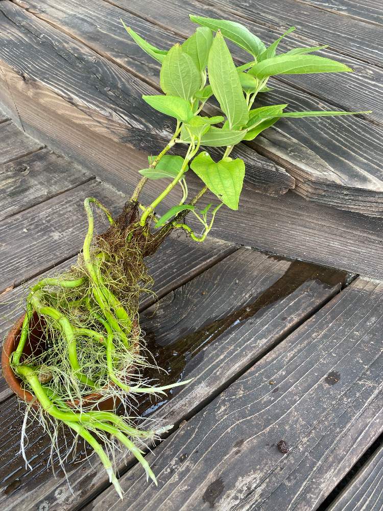 の画像 by はるらららさん | 半夏生とハンゲショウと水生植物とチーム愛知と2020年5月同期と義姉からの花