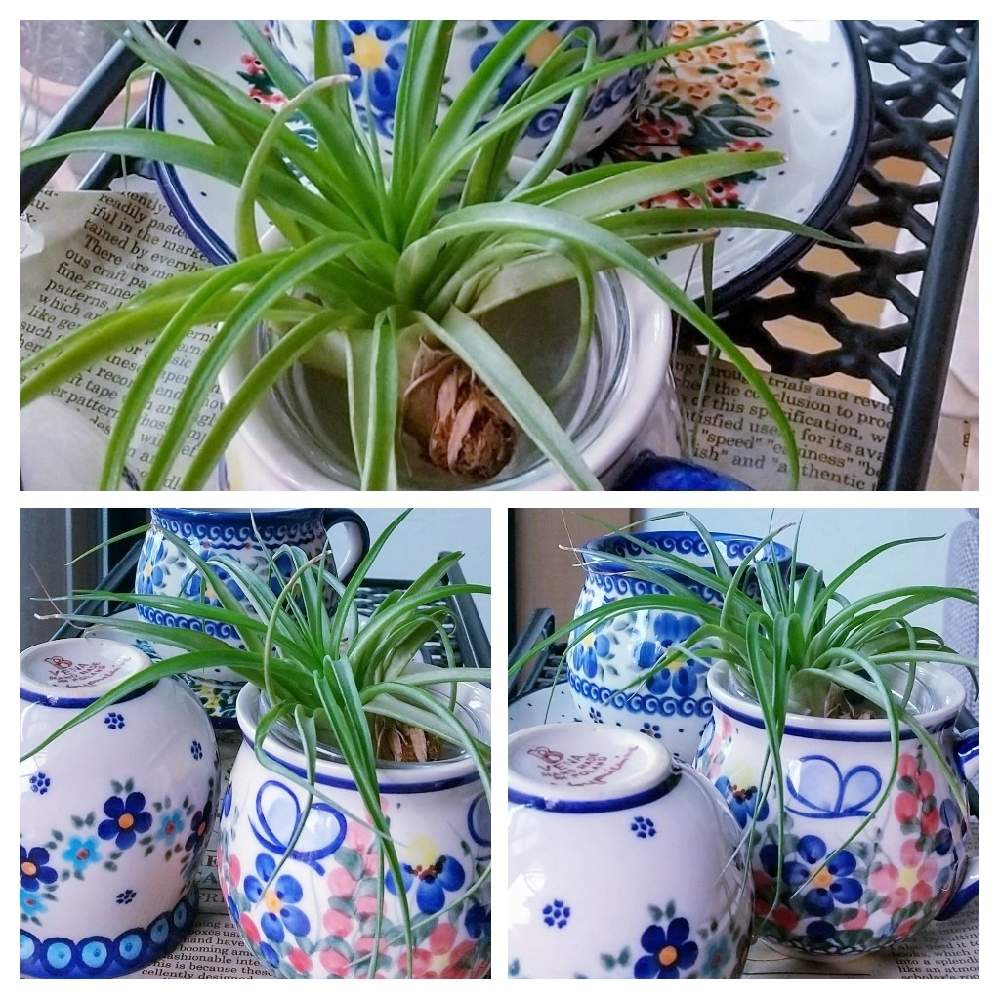 部屋の画像 by ❀La’❁❀さん | 部屋とチランジアとポーランド食器とエアプランツ チランジアとグリーンのある暮らしとグリーンインテリアとポーリッシュ陶器とチランジア初心者とお部屋のグリーンとGS映えとインテリアと植物とおきにいり ♡とグリーン大好き♡と癒し空間とポーリッシュポタリーと可愛いと花のある暮らしとおしゃれ❤️とインテリア雑貨とマグカップとインテリアグリーンとエアープランツ/チランジア