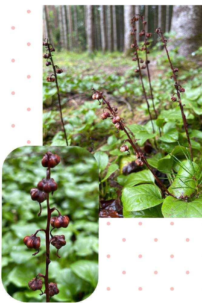 お出かけ先の画像 by soraraさん | お出かけ先とベニバナイチヤクソウと自生と原野と長野県と開田高原