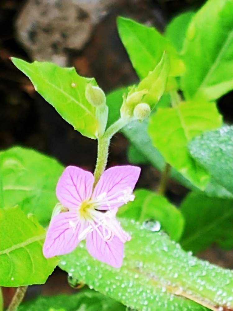 の画像 by コニぽんさん | ユウゲショウとスマホ撮影と空地の草花と雑草とご近所と水滴と小さな花