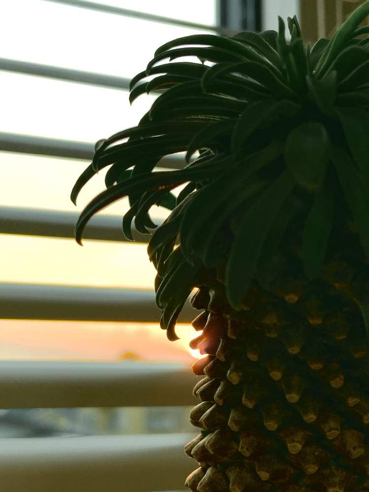 窓辺の画像 by ハルさん | 窓辺とソテツキリンと多肉植物と夕方の風景と小さな希望