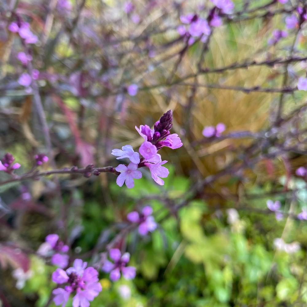 の画像 by yana.gardenさん | バーベナ バンプトンと寄せ植えとiphoneで撮影とおうち園芸とzone5bと北海道と庭の宿根草