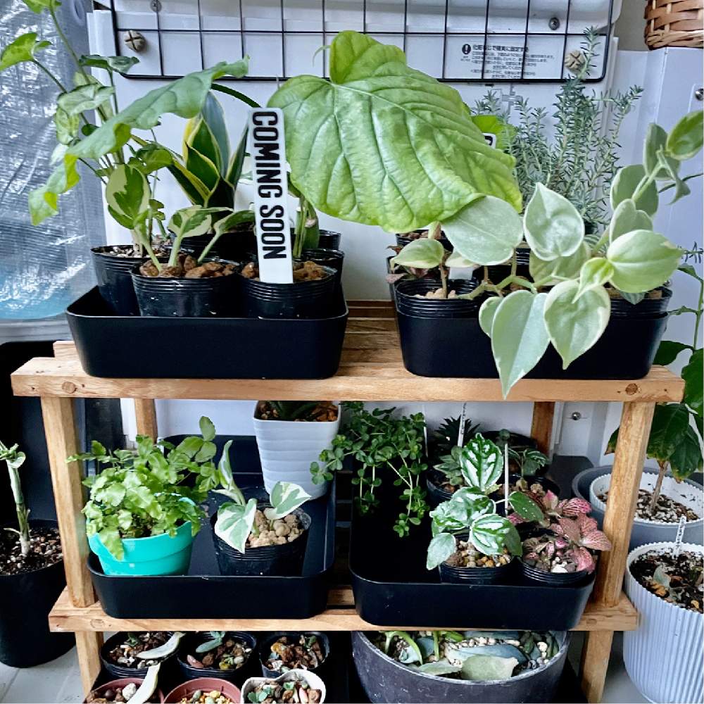 テラスの画像 by Shonan House Plantsさん | テラスとサンスベリアとピレア・カディエレイとウンベラータとサンスベリア ハニーとポトス・エンジョイとシンゴニウムとピレアとフィカス・ウンベラータとポトスと斑入りポトスとペペロミア セルペンスとプテリスとフィットニアとペペロミアとフィカス ウンベラータと湘南と観葉植物と植物のある暮らしと我が家のテラスとテラスガーデンとおうち時間とわが家の観葉植物❢と初心者と植物大好きと植物と観葉植物好きと今日の1枚とおうち園芸と楽しく自粛と植中毒とテラスの鉢植えと観葉植物のある暮らしと成長記録と庭仕事とガーデニング