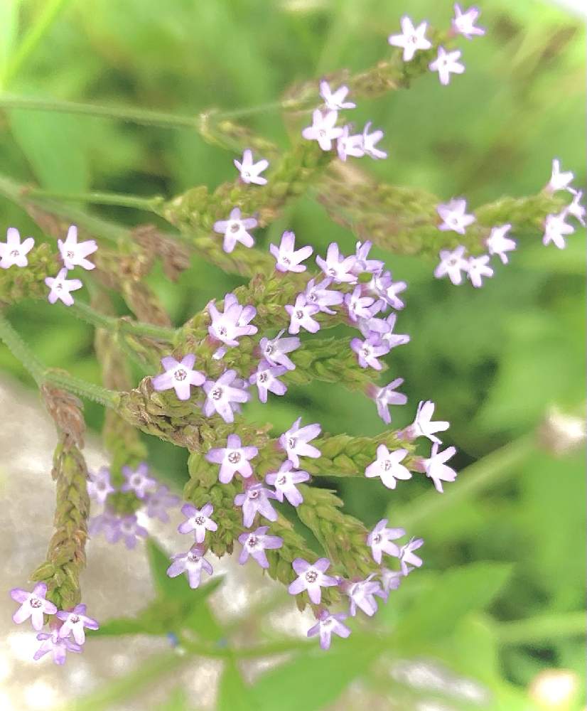お出かけ先の画像 by トラちゃんさん | お出かけ先と道端の植物とぶらり散歩とちっちゃいものクラブ