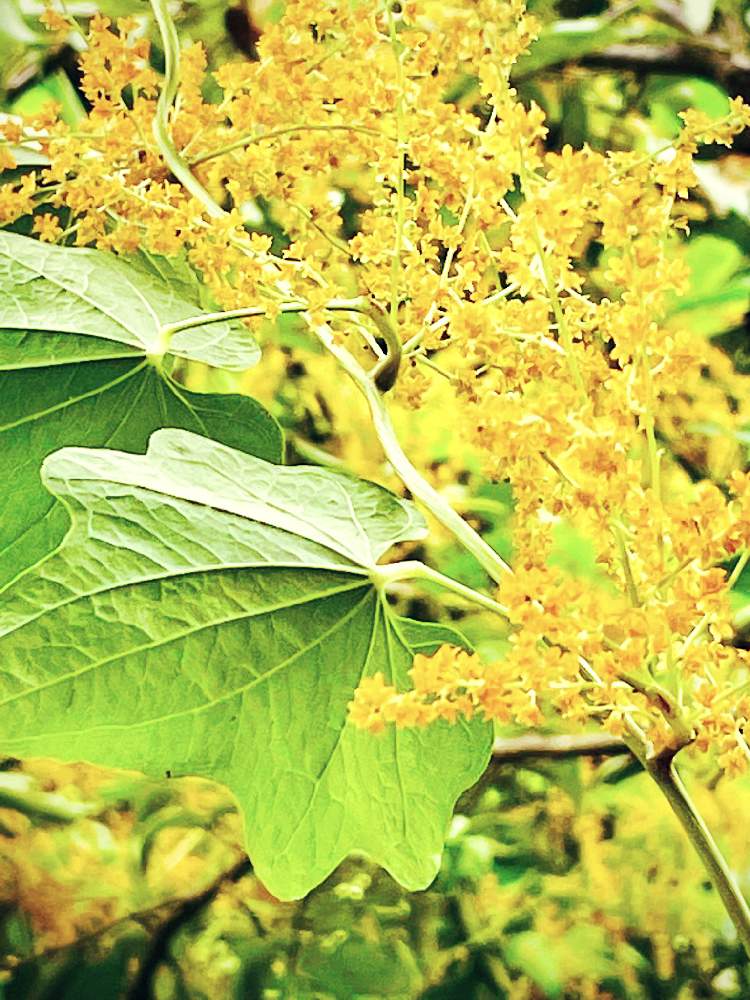 の画像 by ✴︎Chie✴︎さん | 植物のある暮らしとヤマノイモ科ヤマノイモ属と初秋の気配と山野草と虫の声とつる性植物と多年草と朝の庭風景とカエデドコロの花と在来種と花のある暮らしと葉っぱlove♥と橙黄色の花と黄色い花と空と繋がると繁茂中と滝シリーズと祈りを込めてとありがとう医療従事者の方々と平和の祈り