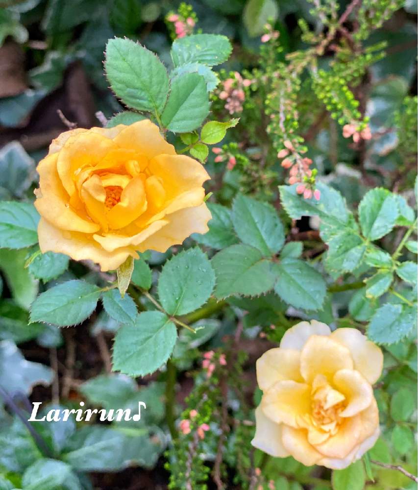 小さな庭の画像 by らりるん♪さん | 小さな庭とカルーナとバラとミニバラとらり♪バラとばら バラ 薔薇とわれら17年組とGSミニモニ。とバラ・ミニバラと水曜ローズショー