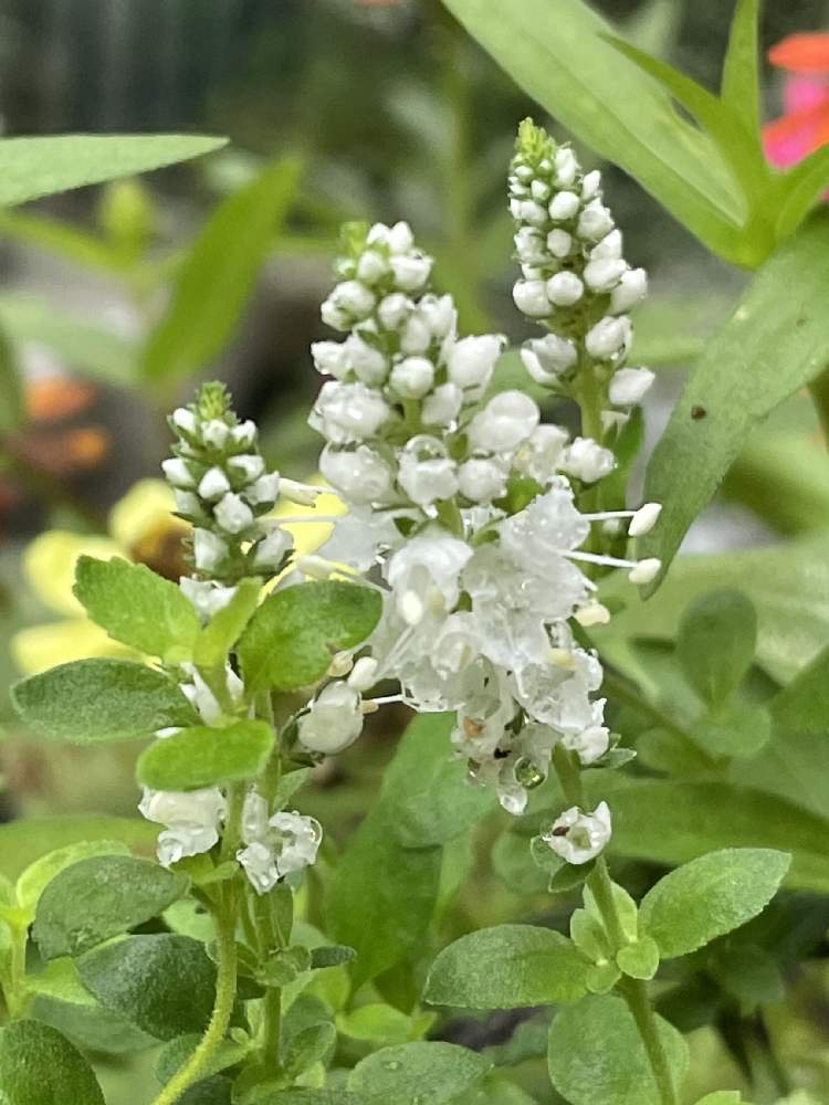 の画像 by ヒロコni nさん | 庭の花たちと緑のある暮らしと癒しの草花と白いお花と花のある暮らしと元気をくれる草花