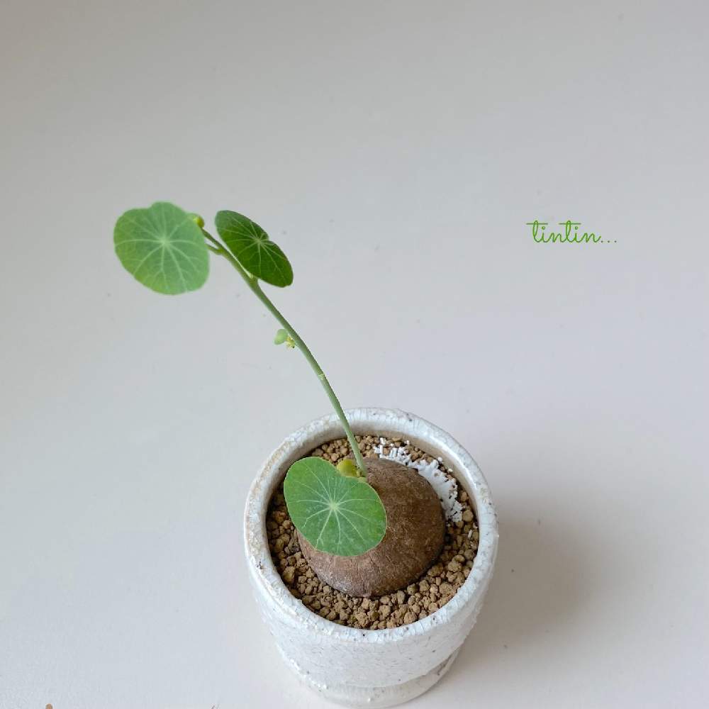 棚の画像 by tintinさん | 棚とステファニア・ピエレイと観葉植物と植物のある暮らしと植物が好きとno green no lifeと塊根植物とインドアグリーンのある暮らしとステファニア属と元気に育ててますよとインドアガーデン