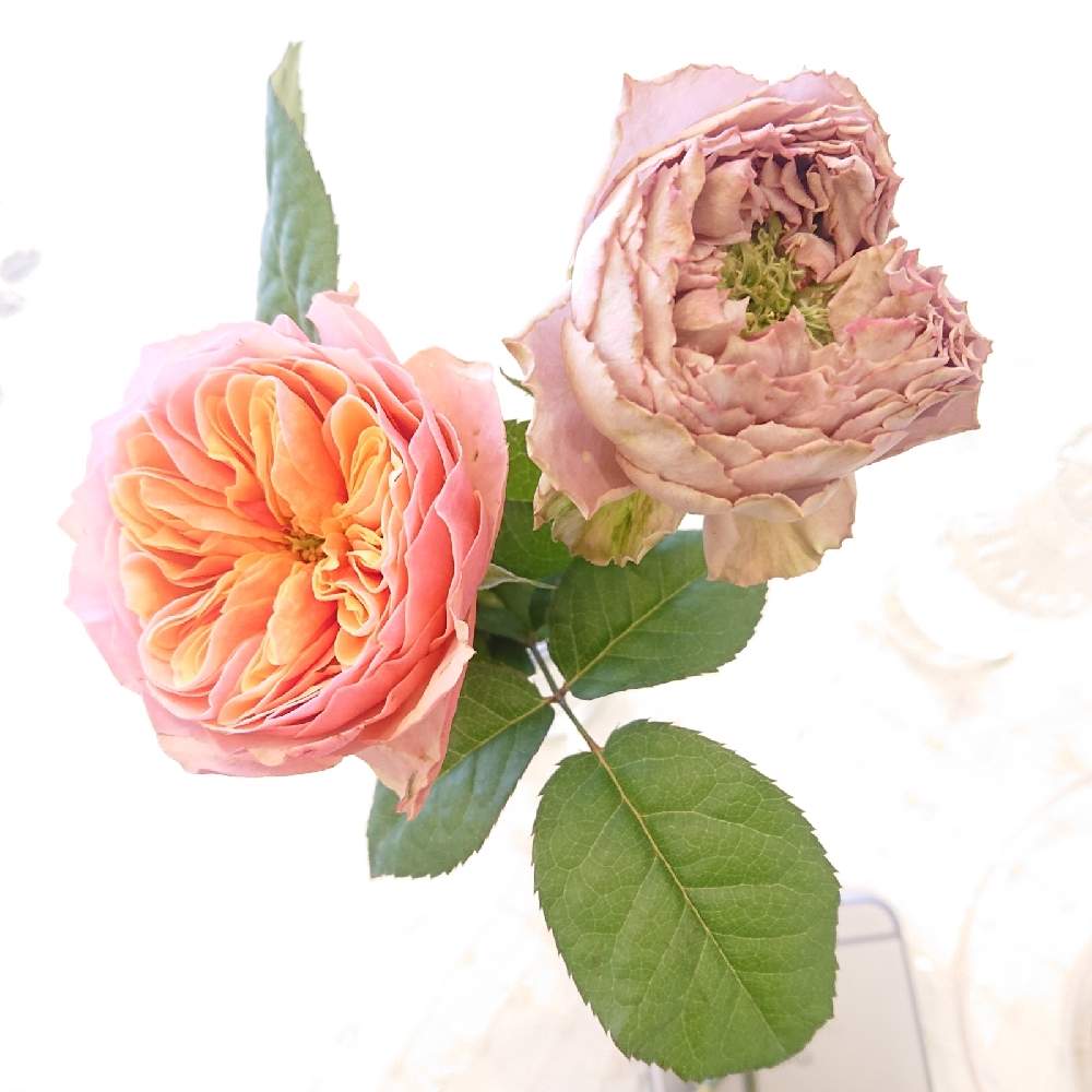 部屋の画像 by ティコさん | 部屋とさし芽とばら バラ 薔薇とどらいふらわー♪( ´θ`)と雑貨小物とインテリア雑貨