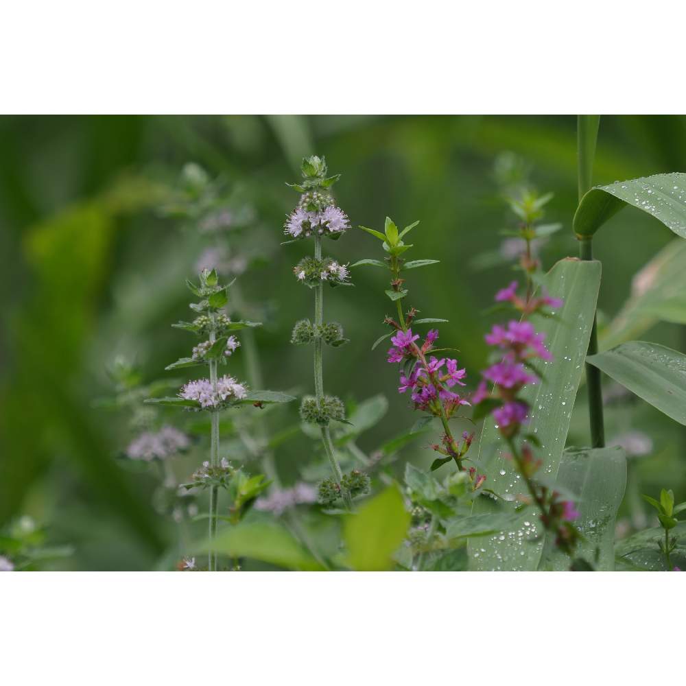 お出かけ先の画像 by 我楽多さん | お出かけ先とミソハギとお散歩(花)とお散歩と泉の森とOLY 40-150mm F2.8 ProとOM-D E-M1Ⅱ