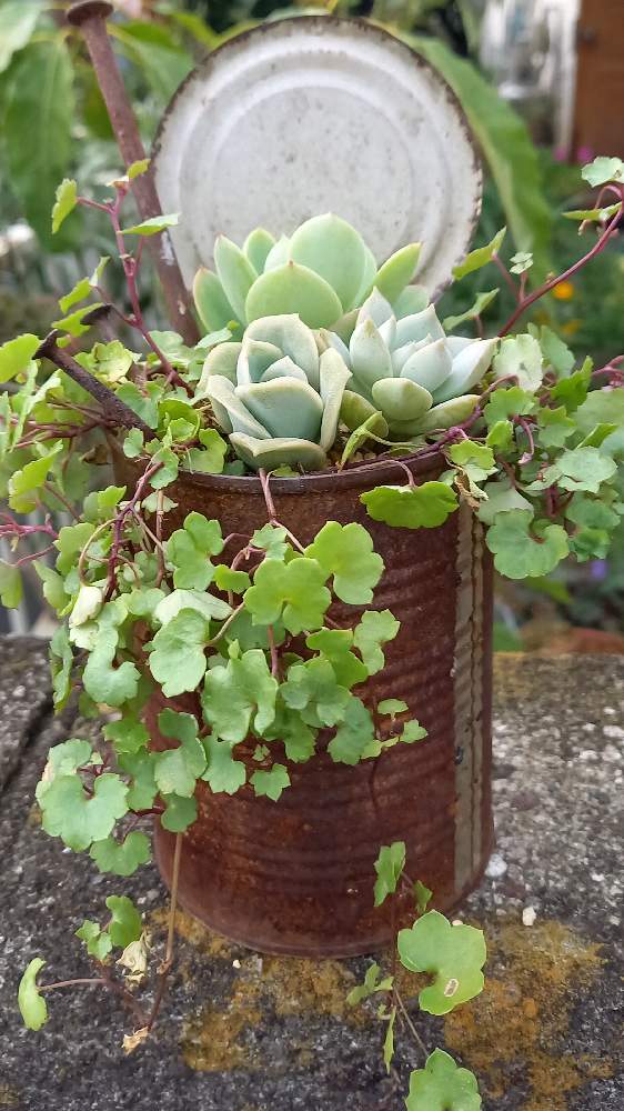 の画像 by TAKAさん | 多肉植物と生きる力と寄せ植えと花のある生活と多肉植物寄せ植えと植中毒と奈良とガーデニングと花のある暮らしとシンバラリア✴︎とコリセウムアイビー♡