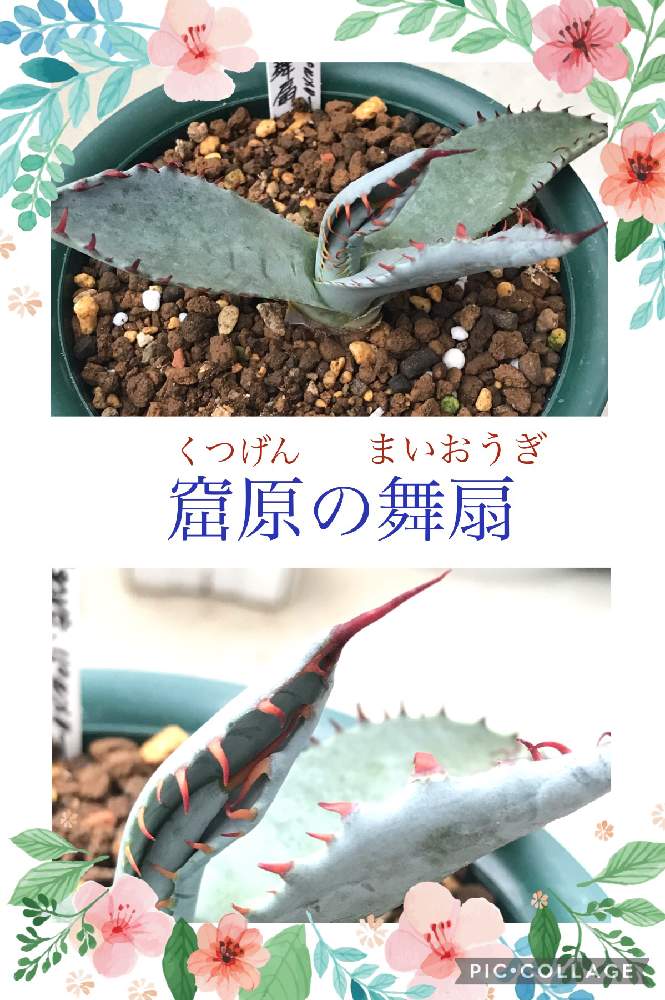 の画像 by Hunterさん | アガベ 窟原の舞扇と多肉植物と多肉男子とスマホ撮影とサボテン☆とハオルチア属と多肉大好きとわが家の多肉スペースと多肉ちゃんとセンペルビウム属と植え替えとおうち園芸と寄植えとエケベリア属とアロエ属とタニラーと元気に育ててますよと徳島タニラーとガステリアと多肉初心者とアガベ属