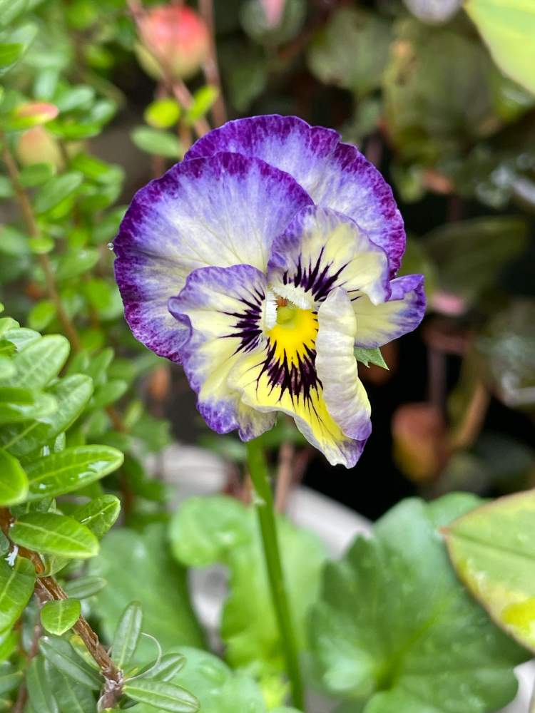 の画像 by ヒロコni nさん | 庭の花たちと緑のある暮らしと癒しの草花と青・紫のお花と花のある暮らしと元気をくれる草花