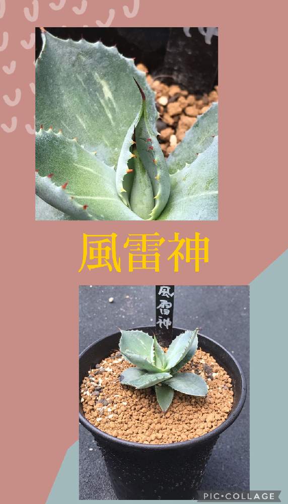 の画像 by Hunterさん | アガベ 風雷神と多肉植物と多肉男子とスマホ撮影とサボテン☆とハオルチア属と多肉大好きとわが家の多肉スペースと多肉ちゃんとセンペルビウム属と植え替えとおうち園芸と寄植えとエケベリア属とアロエ属とタニラーと元気に育ててますよと徳島タニラーとガステリアと多肉初心者とアガベ属