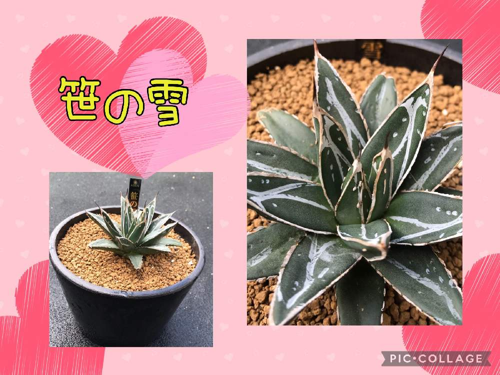 の画像 by Hunterさん | アガベ 笹の雪と多肉植物と多肉男子とスマホ撮影とサボテン☆とハオルチア属と多肉大好きとわが家の多肉スペースと多肉ちゃんとセンペルビウム属と植え替えとおうち園芸と寄植えとエケベリア属とアロエ属とタニラーと元気に育ててますよと徳島タニラーとガステリアと多肉初心者とアガベ属