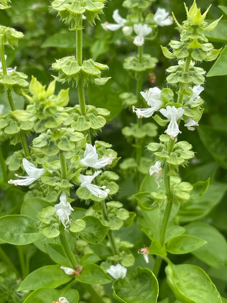 の画像 by ヒロコni nさん | 緑のある暮らしと我が家のハーブと癒しの草花と白いお花と花のある暮らしと元気をくれる草花と我が家の家庭菜園