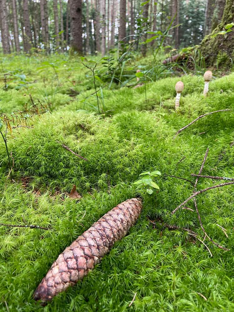 お出かけ先の画像 by soraraさん | お出かけ先とドイツトウヒのコーンと長野県と開田高原とドイツトウヒの森