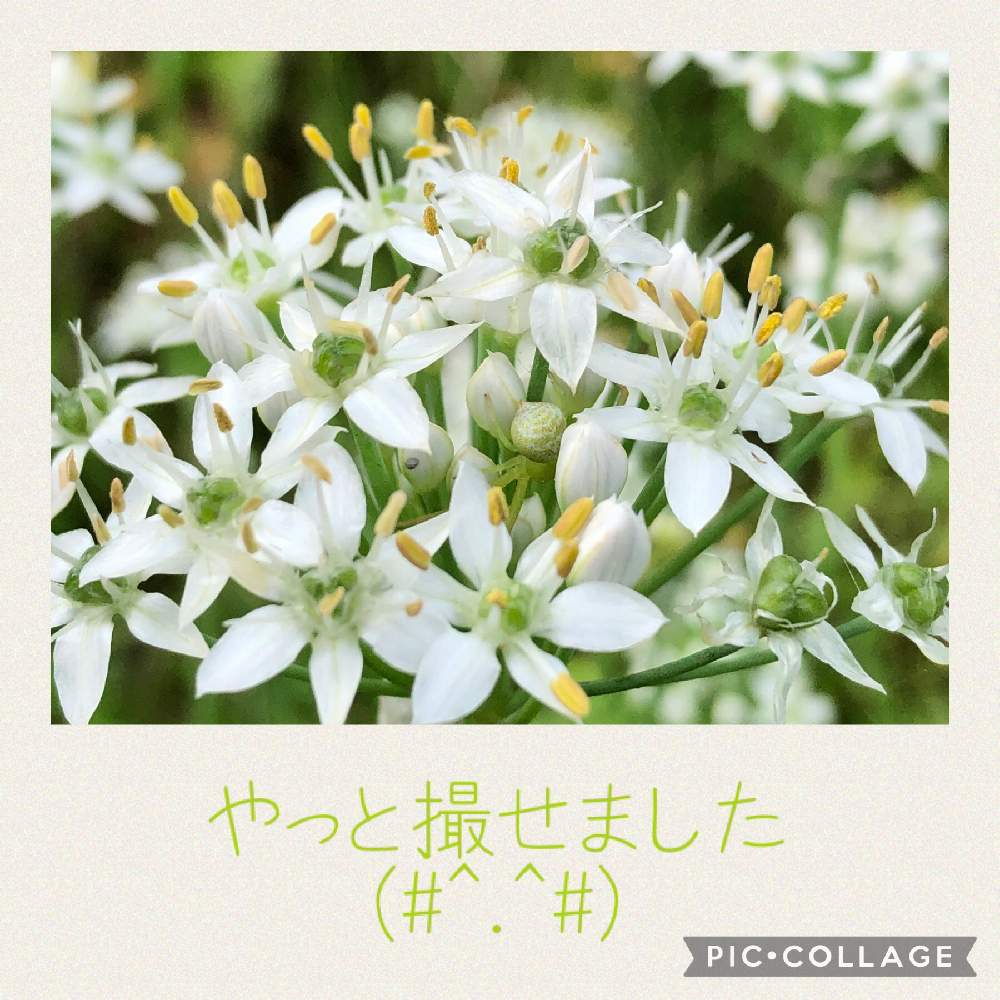 お出かけ先の画像 by naoppeさん | お出かけ先と出逢いに感謝とお花に心癒されてと♡ 綺麗 ♡と小さな華やぎ♡と鬼怒川河川敷