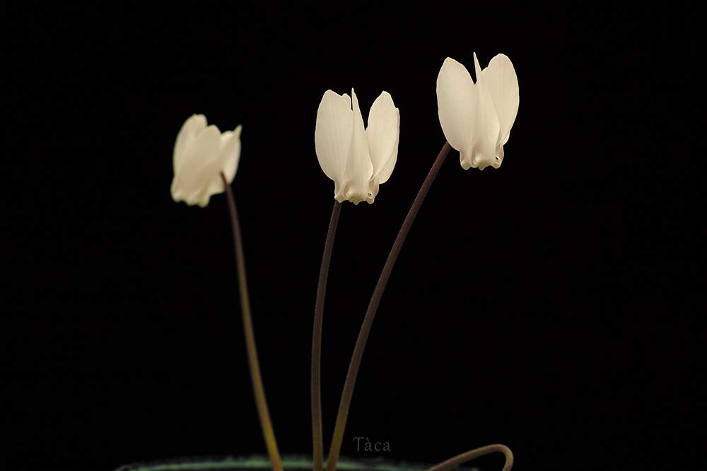 の画像 by タカさん | Cyclamen hederifoliumとSIGMA dp3mとCyclamenとそれでも花は咲くとスミレじゃない花も好き (^^;と原種 シクラメンとFoveonとちっちゃいものクラブ
