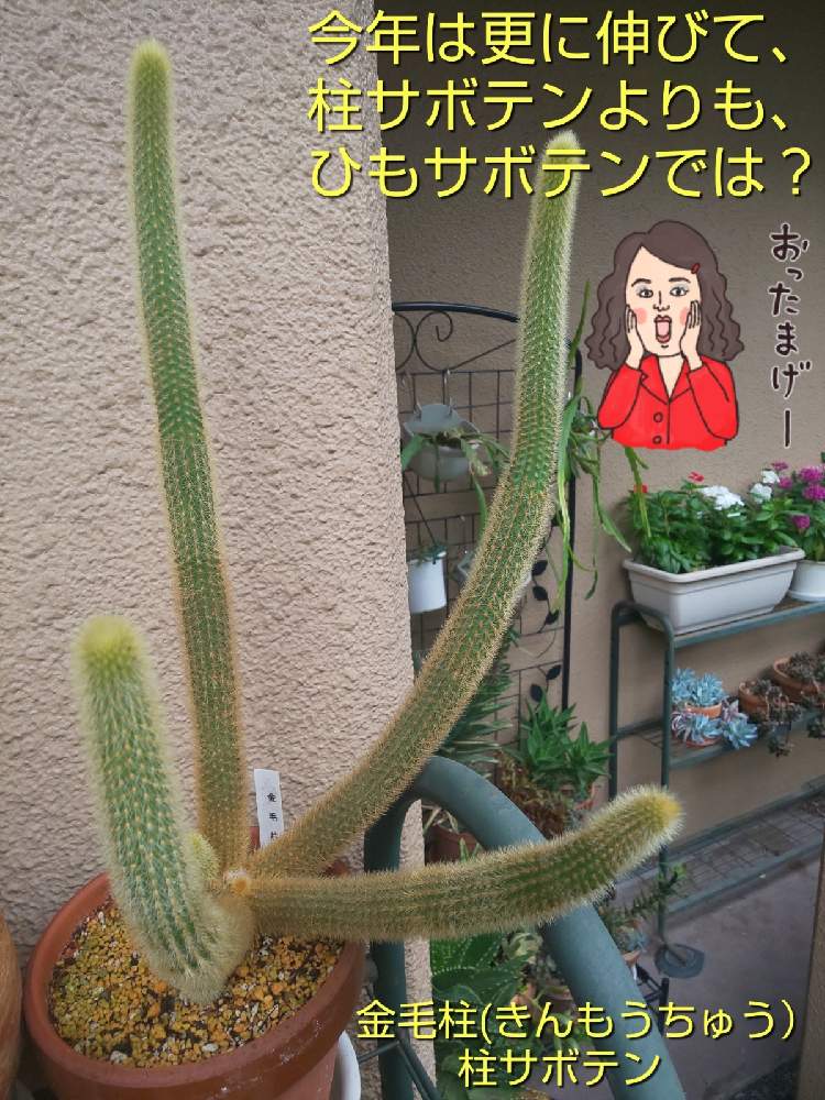 バルコニー/ベランダの画像 by チョウさんさん | バルコニー/ベランダとwow!!!と何でやねん!と勝手気ままにベランダ~とGS映えとGS日和と恋をしましょう!とおうち園芸と植中毒とHappyな気分と食わず嫌い?とタニラーと何となく幸せ!と元気に育ててますよと珍奇植物と花とジジイ!と花のある暮らしとGREEN UP!とバルコニスト