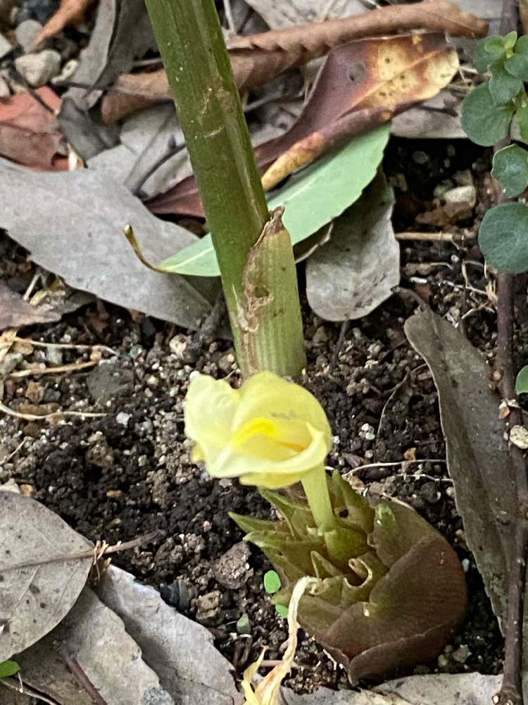 お出かけ先の画像 by チャーさん | お出かけ先とミョウガと季節を感じる♪と野の花と季節を楽しむとチャーさんのリポートと山野草とチャーさんの 里山歩きと9月と自然観察と秋の花