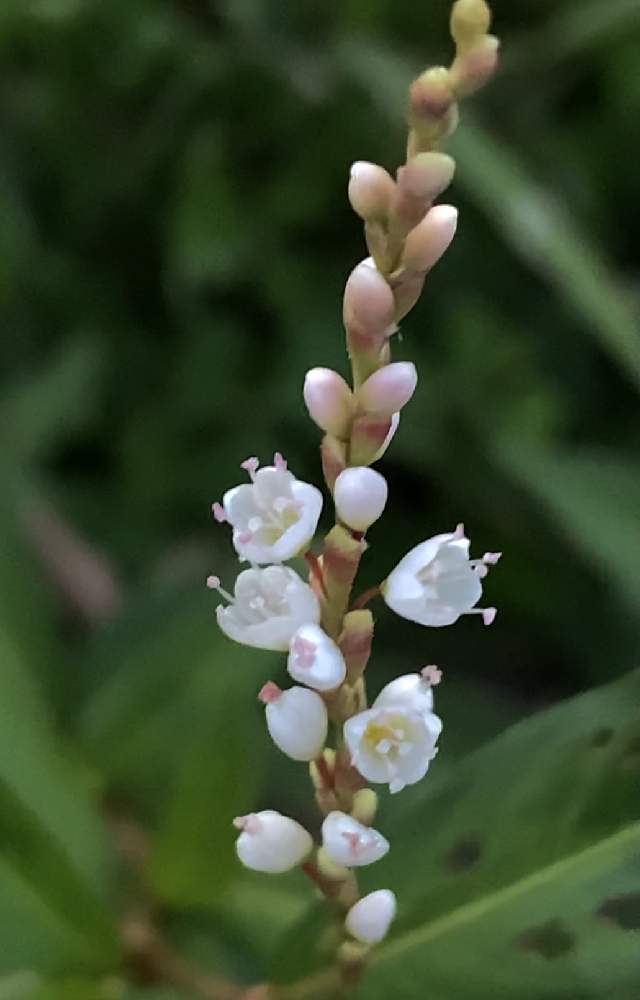 お出かけ先の画像 by ざっき~さん | お出かけ先とシロバナサクラタデと野草と山野草と白くてカワイイ花とタデ科と花のある暮らしと白い花とかわいい花と水辺の花