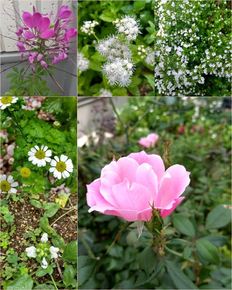 小さな庭の画像 by シゲちゃんの花さん | 小さな庭とクレオメとフィーバーフューとカラミンサとユーパトリウムと薔薇と花のある暮らしと秋の庭とわが家の花とおうち園芸