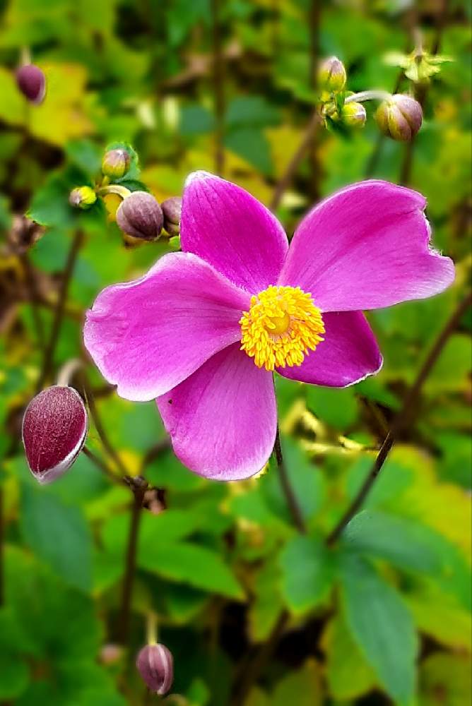 お出かけ先の画像 by samoanママさん | お出かけ先と秋明菊と最愛の友へ届けと可愛らしいお花♡とwildflower gardenブルーボネットと今日のお庭とピンクワールドへ ようこそと꒰ღ˘◡˘ற꒱かわゅ~とあき
