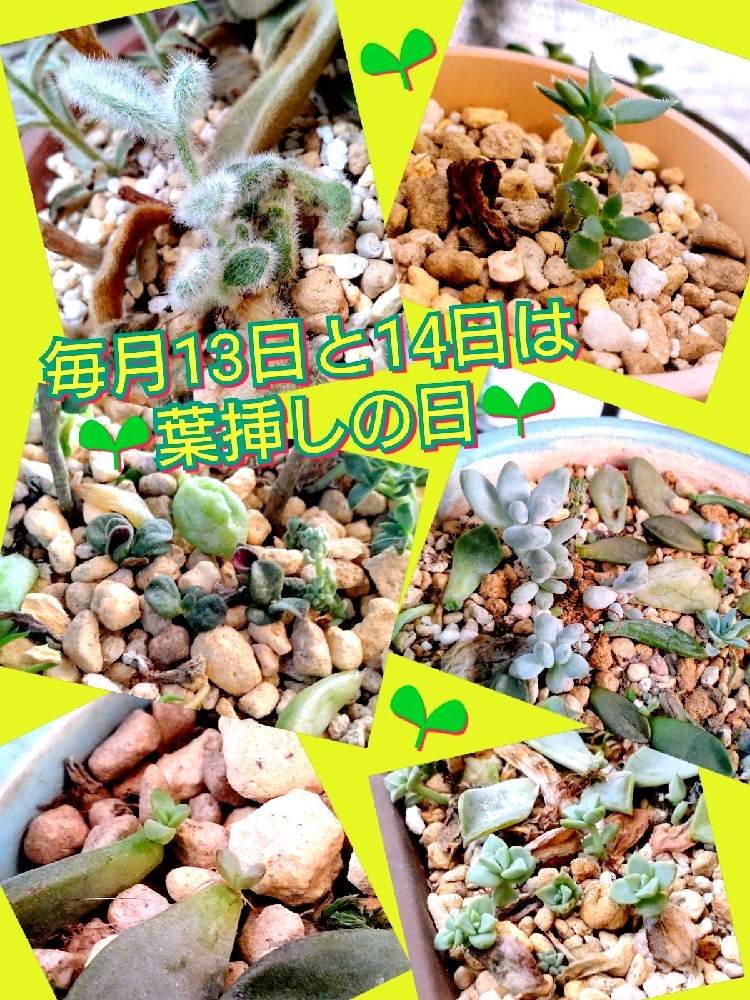 バルコニー/ベランダの画像 by のりっぺさん | バルコニー/ベランダとクラッスラ ゴーラムとミックスベリア021 小人の渚とカランコエ アンゴラウサギとパキフィツム 月美人とグラプトペタルム ブロンズ姫と素敵便♥️と今を乗切るぞ!とKOHさん's 多肉チャン♥️と毎月13日と14日は葉挿しの日と楽しい園芸o(^o^)oとバルコニスト