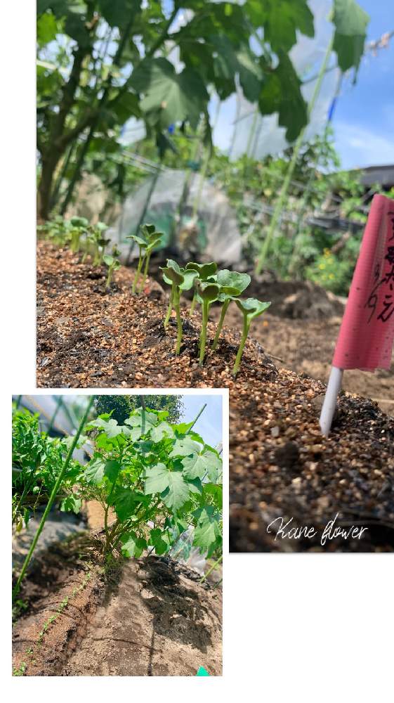 畑の画像 by kane flowerさん | 畑とダイコンとオクラと家庭菜園と埼玉県と自家製野菜と無農薬有機栽培と無農薬 無化学肥料栽培とK.F家庭菜園と2021 K.F 家庭菜園