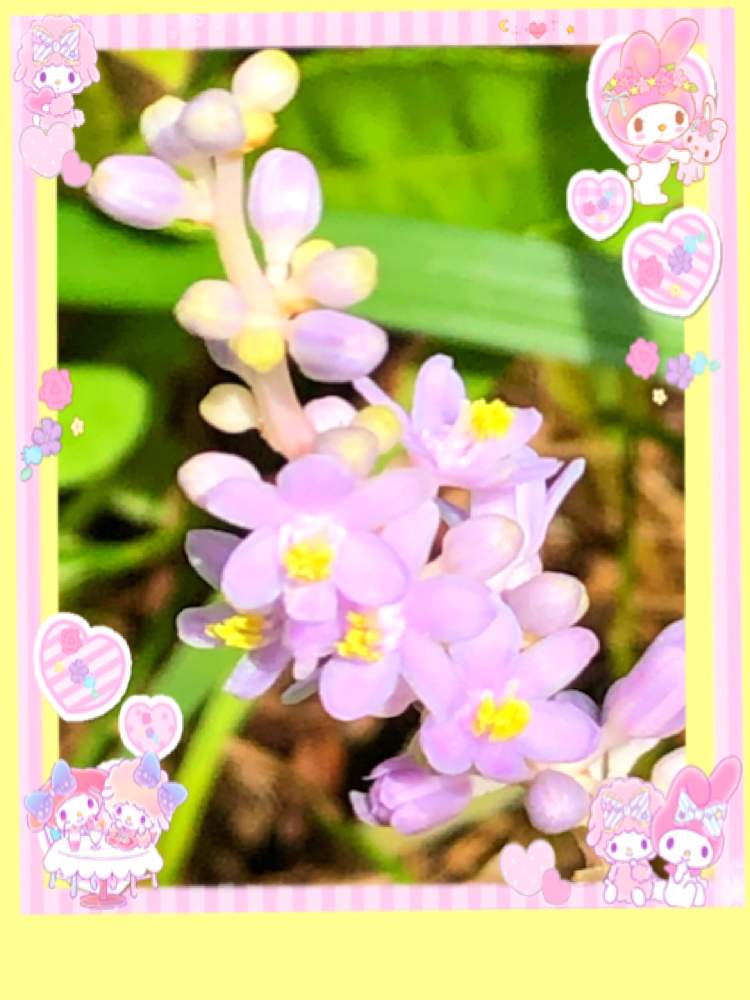 の画像 by ミ〜❣️さん | ヤブランと夢と希望と☆横浜☆ Love ☆とプチサプライズとお顔がこんにちはと明日はいい日になるとビタミン Fと❤️いいね、ありがとうと愉快な仲間達♡とチーム☆YOKOHAMA☆と花のある暮らしとGS皆様ありがとうとマイメロとMy diary☆
