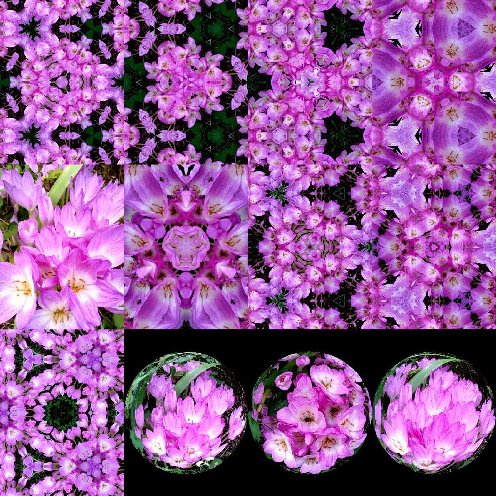 広い庭の画像 by *TOTOROGAO*2ndさん | 広い庭とイヌサフランとコルチカムと庭からの 花便り♡と無修正と野あざみとYell☆彡Smileアップと親愛なる友へと絆✨幸せの虹の架け橋✨と最愛の友へ届けと私から あなたへ☆彡と自然と 共にと# スマホ写真と# 山野草とピンクワールドとワクワクのお花達と#花のある暮らしといつも心に太陽をと#花が好きとFriends.Kizunaと明日はきっと良い日になると庭からの 花便りと#写真好きと#花友