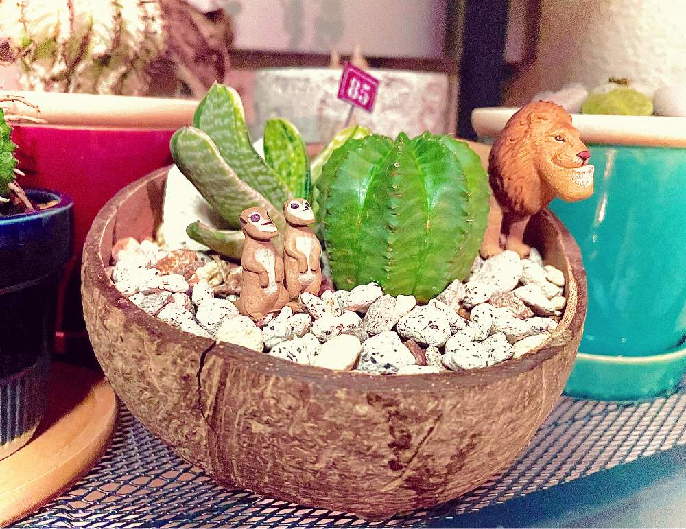 の画像 by めぐさん | 多肉植物とオベサ…?と植中毒といや、オベハ?とユーフォルビアとガステリアと南アフリカひゅっひんコーナー