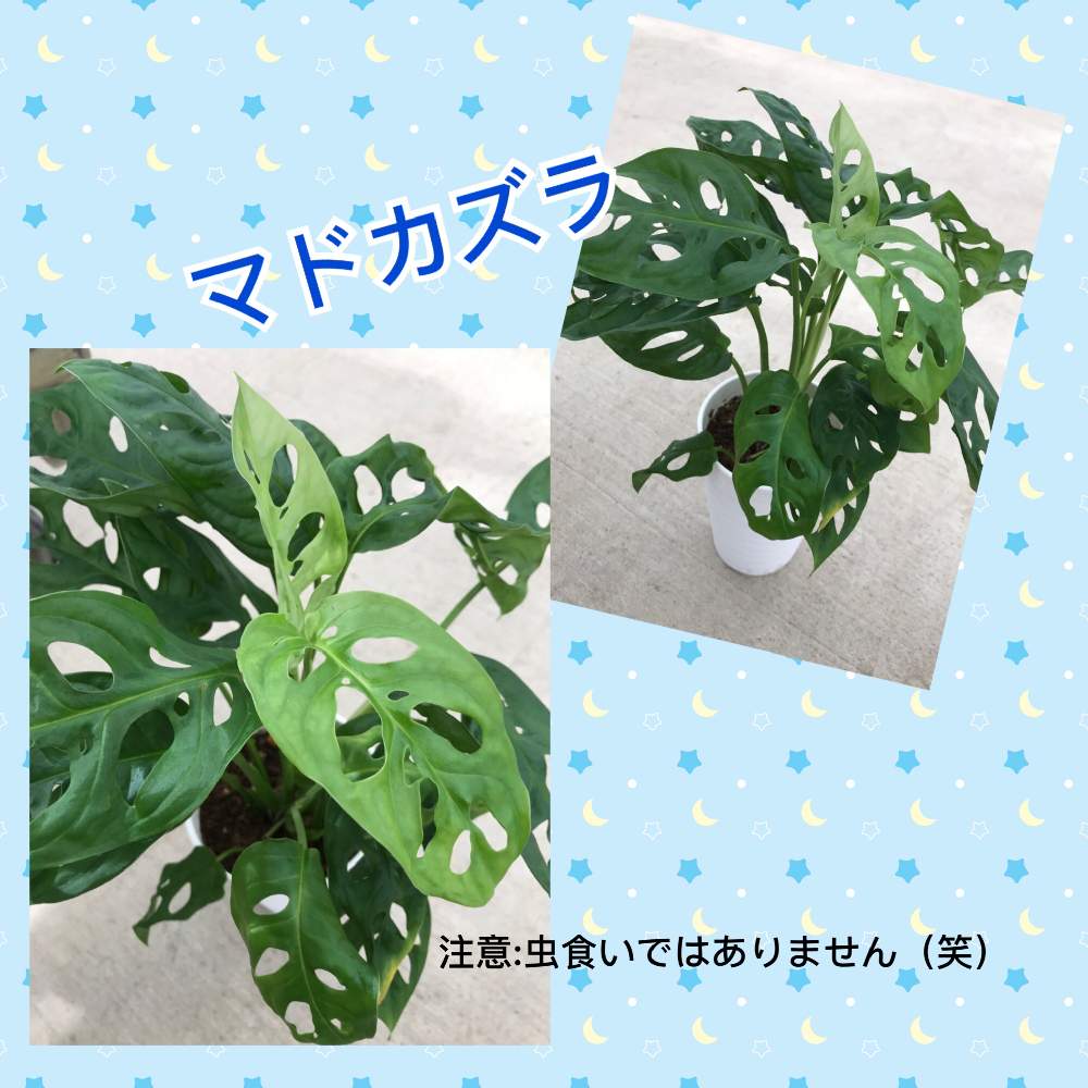 部屋の画像 by フラワーネット 日本花キ流通さん | 部屋とネットショップとフラワーネット日本花キ流通と観葉植物とネット販売とギフトとおうち園芸と植中毒と通販と鉢植えと花のある暮らし