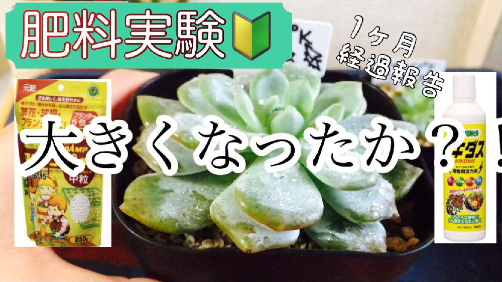 の画像 by コロコロさん | モンローと多肉植物とYouTubeと土実験と初心者とやる気しかないと肥料