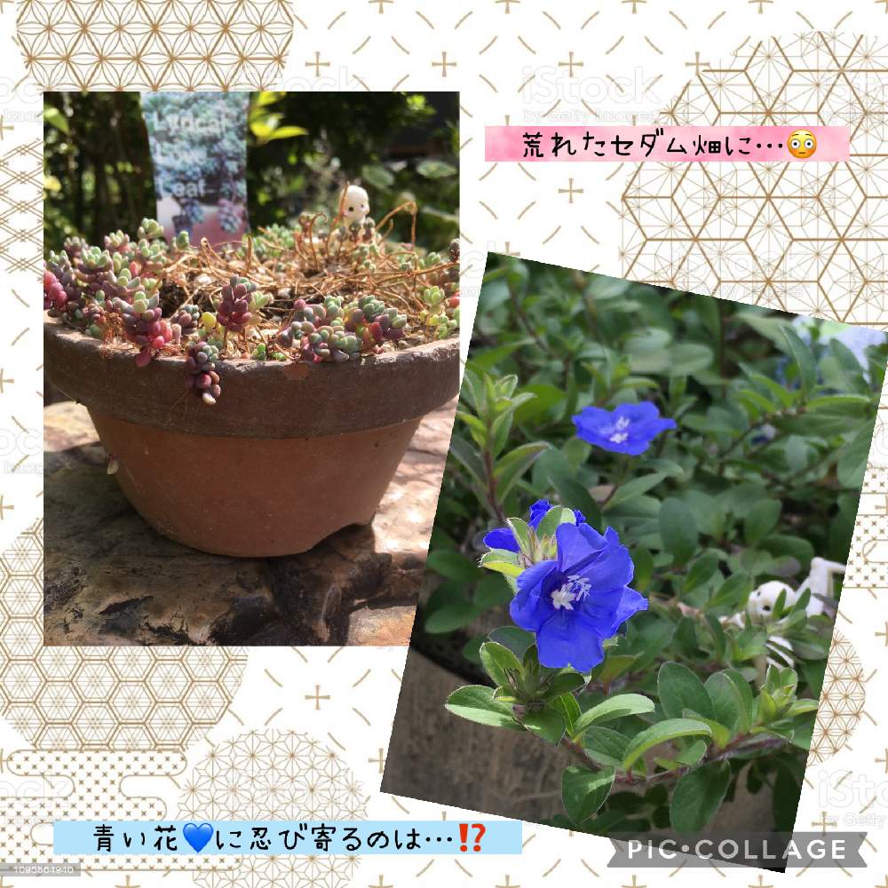 小さな庭の画像 by ナミママさん | 小さな庭とアメリカンブルーとダシフィルムとボーボー族とネコのいる暮らしとネコ好きとキモカワ倶楽部とネコと植物と今さらジローキモカワ納涼祭とネコと花のある暮らし