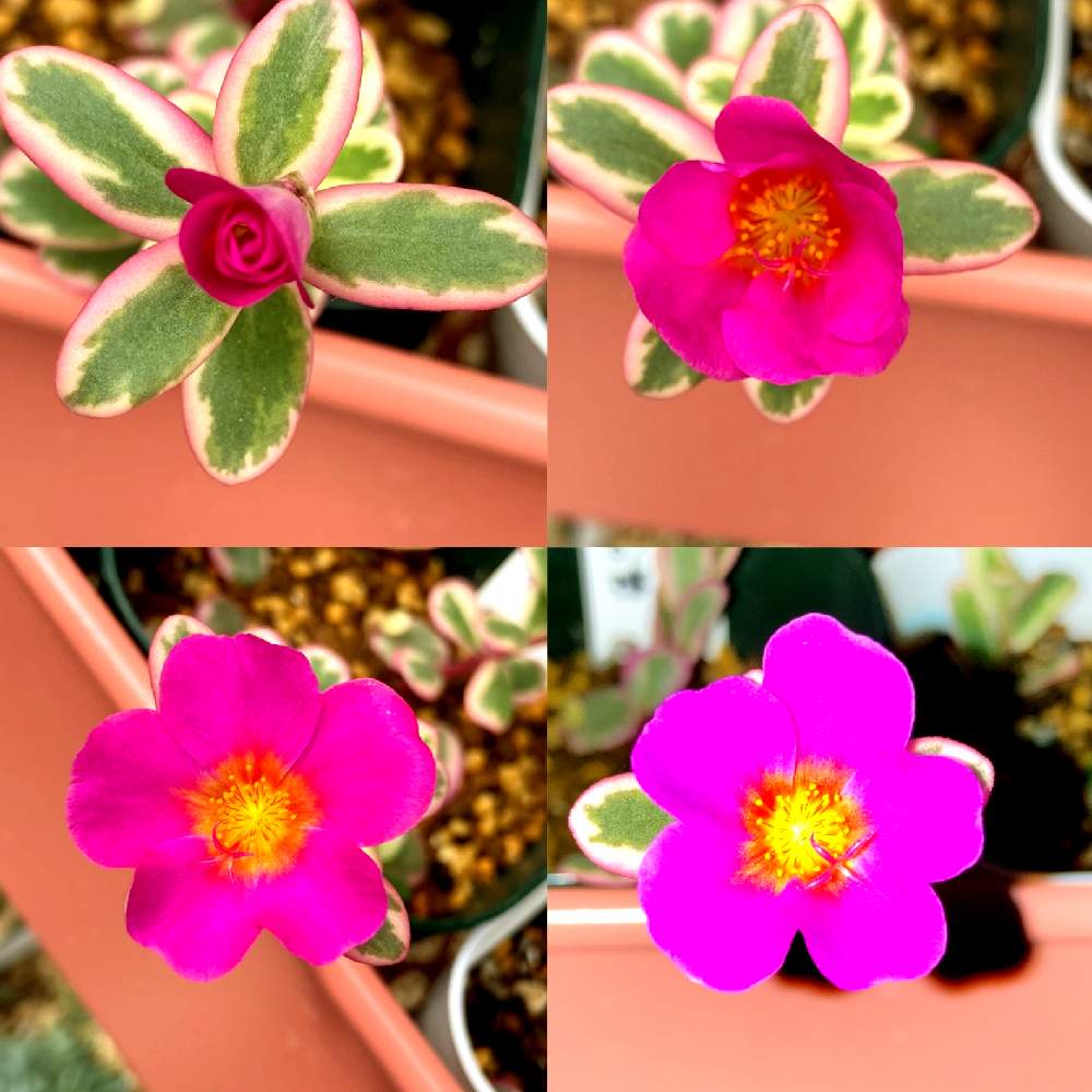 の画像 by ☆ かんみ ☆さん | ポーチュラカ マジカルキューティーと挿し芽と植物のある暮らしとスベリヒユ科ポルツラカ属と私の癒しとお花と多肉植物好き