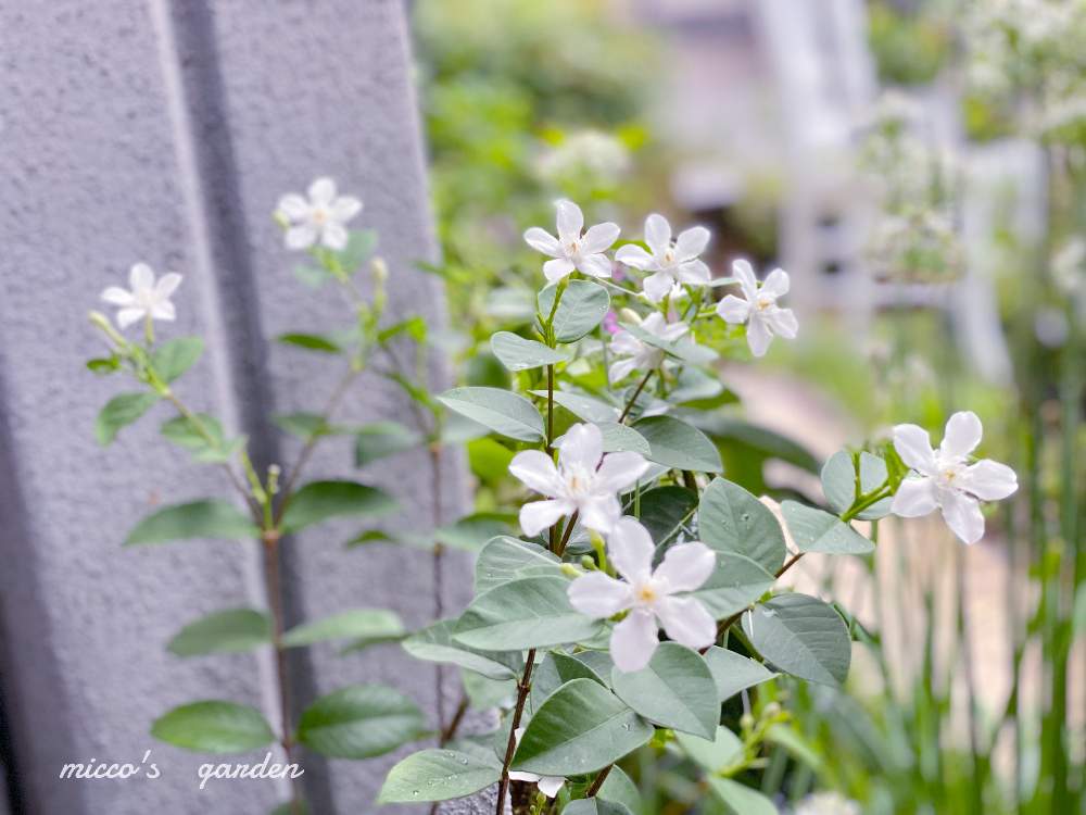 小さな庭の画像 by miccoஐ♡さん | 小さな庭とセイロン ライティアと緑ある暮らしとお花大好き♡と小花会とマイガーデンと心ほっこりと庭づくりとセイロン・ライティアと鉢植えとグリーン大好きとガーデニングと花のある暮らしとGS皆様ありがとうとお花と白い花とグリーンある暮らしといやし♪と日本を元気に♡