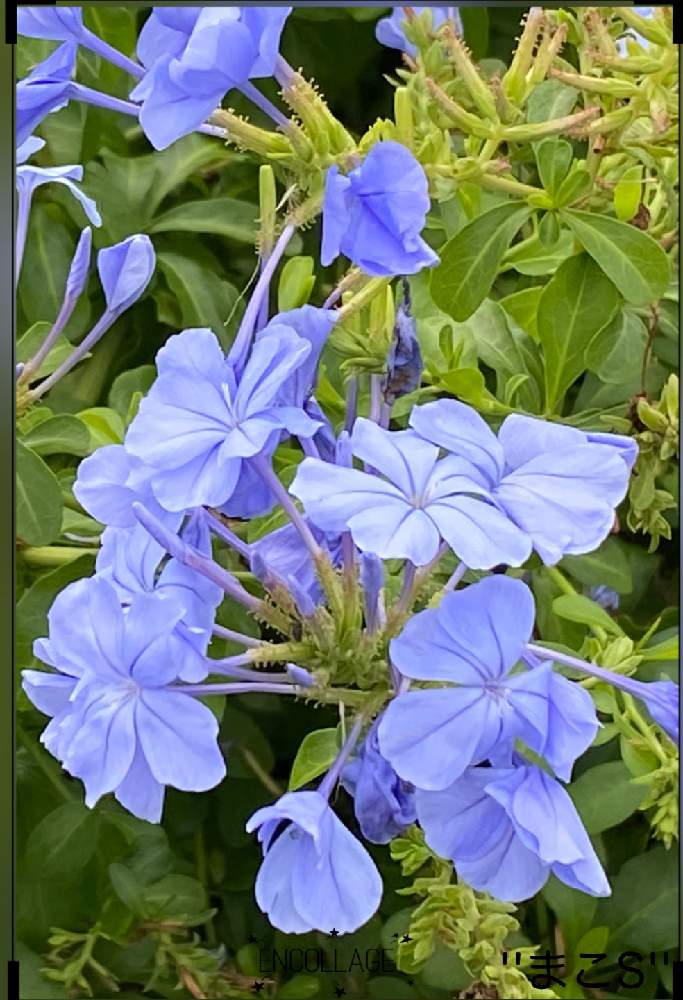 の画像 by ''まこS''さん | 2019同期とワクワクの花たちとトリトンさん…元気な笑顔待ってますとチームブルーNo.32とありがとう医療従事者の方々といつも心に太陽をとみんな負けないで!と陽はまた昇るどんな人の上にも!と水曜日は水色と明日はきっと良い日になると青い花マニアとチーム・ブルーと頑張ろう日本❣️とルリマツリ♡