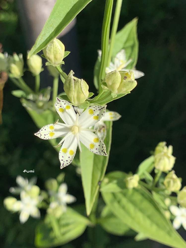 の画像 by fumiさん | アケボノソウと花パトロールと花のある風景と山野草と自然大好きと2020年5月同期と日光戦場ヶ原と大自然大好き仲間❣️