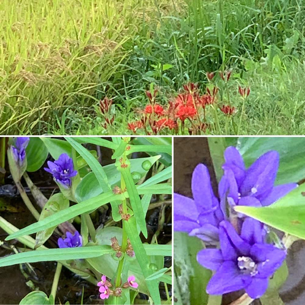 の画像 by べにししさん | コナギ(小菜葱)とヒガンバナ(彼岸花)と植物のチカラと季節はめぐると植物のふしぎとお散歩みちで…とみえないチカラと緑のなかの暮らしと次の季節へ
