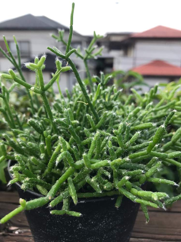 バルコニー/ベランダの画像 by ミッチーさん | バルコニー/ベランダと多肉植物とワンコと暮らすとおうち園芸とミッチの会と感謝を込めてと花のある暮らし