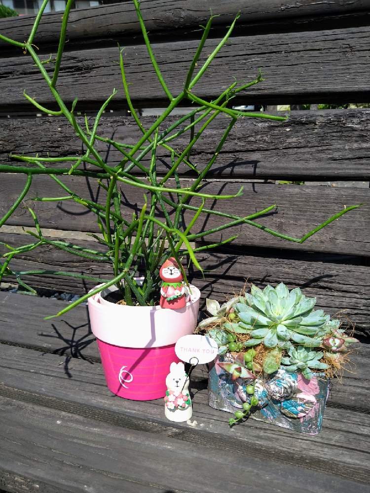 バルコニー/ベランダの画像 by しーちゃんさん | バルコニー/ベランダと多肉植物の寄植えとミルクブッシュとはなのある暮らしと寝落ち倶楽部とコロナおしりペンペン( ・᷄ὢ・᷅ )と多肉女子と多肉植物の寄せ植え♡と毎月15日はいちごの日とかおりんのリメ鉢と繋がりに感謝✨