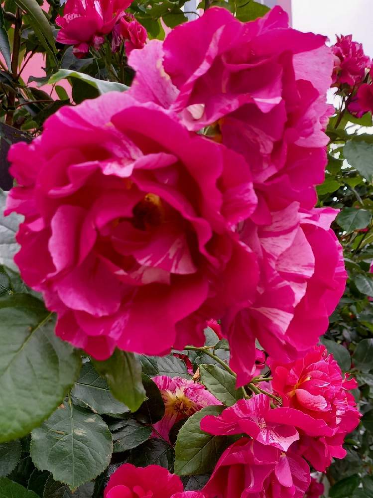 お出かけ先の画像 by フランさん | お出かけ先と薔薇 ギー・サヴォアと素敵なバラと絞り模様の薔薇と水曜ローズショーとおうち園芸とはなのある暮らしとガーデニングと可愛いバラと薔薇のある暮らしと綺麗なミニ薔薇と薔薇大好き