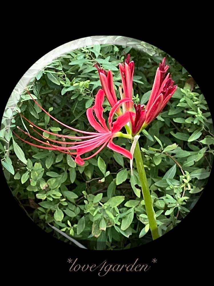 小さな庭の画像 by love4gardenさん | 小さな庭とヒガンバナと医療・介護の皆様に感謝とiphone12proとMyGardenとflowerと曼珠沙華と小さな幸せ♡とガーデニングと花のある暮らしとGS皆様ありがとうとGREEN UP!と花が好きと地植えと今日のお花