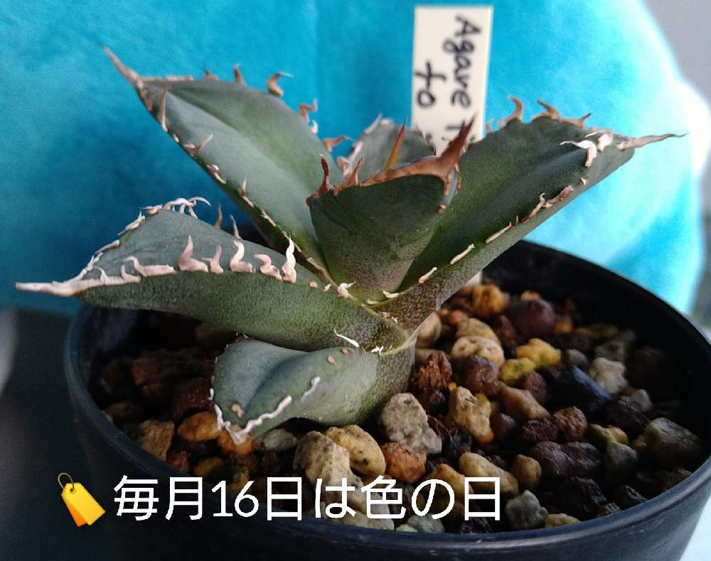 バルコニー/ベランダの画像 by きゅうちゃんさん | バルコニー/ベランダと毎月16日は色の日と滋賀県とバラと夢CLUBとご縁に感謝とアガベラブとアガベ沼に来ないかとアガベはいいぞーと沼の住人