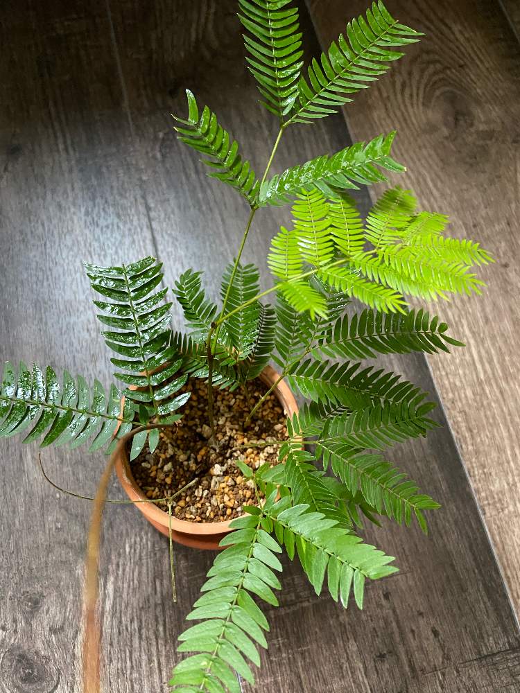 インテリアの画像 by Sarahさん | インテリアとエバーフレッシュとNO GREEN NO LIFEと観葉植物と挿し木と植中毒とインテリアグリーン