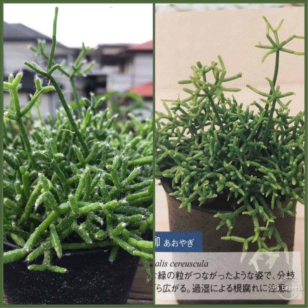 バルコニー/ベランダの画像 by ミッチーさん | バルコニー/ベランダと多肉植物とワンコと暮らすとおうち園芸とミッチの会と感謝を込めてと花のある暮らし